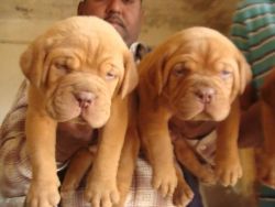 Waooh what a set of French Mastiff puppies