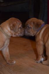 READY NOW !! Beautiful chunky puppies
