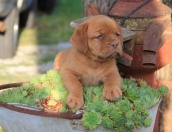 Dogue De Bordeaux puppy