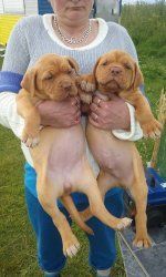 Dogue De Bordeaux Puppies For Sale -