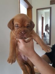 *ready Now* Ch Sired Female Dogue De Bordeaux