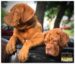 10 Weeks Old Dogue De Bordeaux Puppies