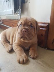 Kc Registered Ddb Puppies Ready Now !! 3girls Left
