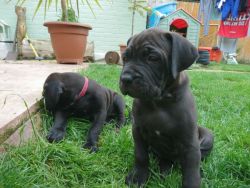 Ddb Puppies Ready Now