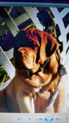 Dogue De Bordeaux / Freach Mastiff puppiez For Sale