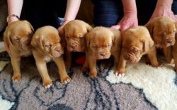 Awesome Puppies For Sale
