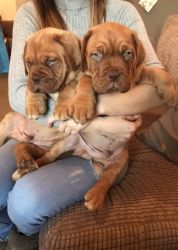 Dogue De Bordeaux Puppies available now