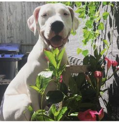 Dogo argentino for sale