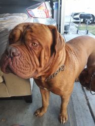 French mastiffs pups for sale