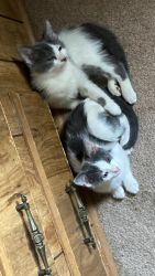 So loving & playful boy and girl kitten need a good home