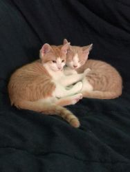 Two kittens looking for forever home