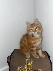Leo- orange cat