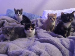 5 adorable kittens