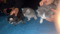 Kittens for sale!