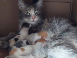 Feral cats with 4 kittens bonus