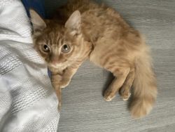 Rehoming male cat