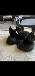 Precious Indoor Kittens