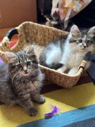 Domestic short and long hair kittens