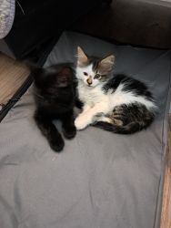 2 Kitty's need a home