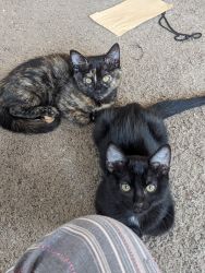 Tortie kitten, Black kitten, and mom for sale