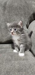Cute kitten boy