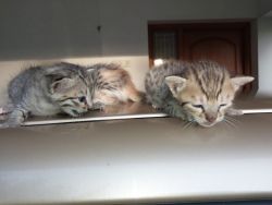 3 kittens for dale