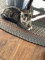 Five month old kitten needs home