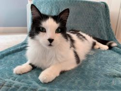 Rehome Poppy the Cat