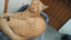 lovely cat male domestic ooty cat