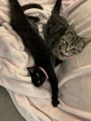 2 kittens need loving home!