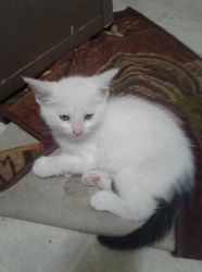white kitten 8 weeks