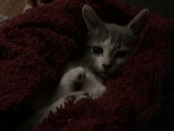 Adorable Stray Kitten Needs Home