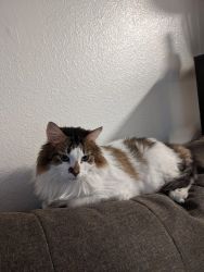 Sweet Adult Cat needs a new home