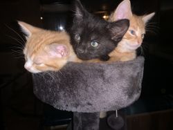 Kitties for sale