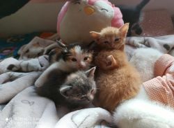Kittens Ready