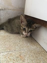 Domestic kitten for adoption