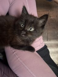 Black kitten looking for a home