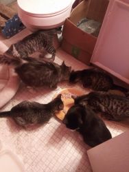 FIVE KITTENS WANT TO BE CHRISTMAS PRESENTS FOR SOMEONE