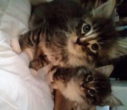 Sweet Kittens 4u
