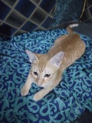 Kittens for sale in Hyderabad