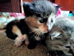 Kittens for sale 2 calicos!
