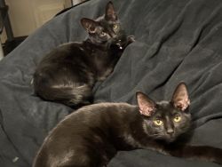 2 Black kittens