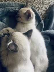 2 White Kittens / 800