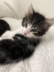 Kitten COSMO