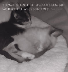 2 FEMALE KITTENS FREE TO GOOD HOMES!!