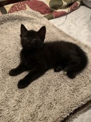 5 cute, playful babies looking for families!