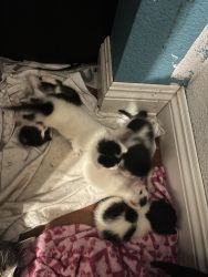Kittens for sell