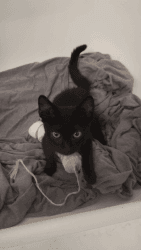 Free Black kitty needs a loving home!!