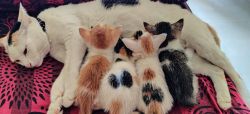 kittens up for adoption