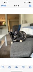 Calico kitten girl